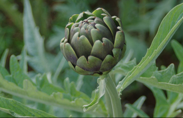 Artichoke Leaf 1 lb